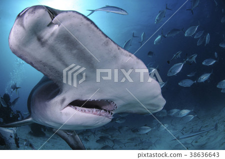 Smoked shark face 38636643