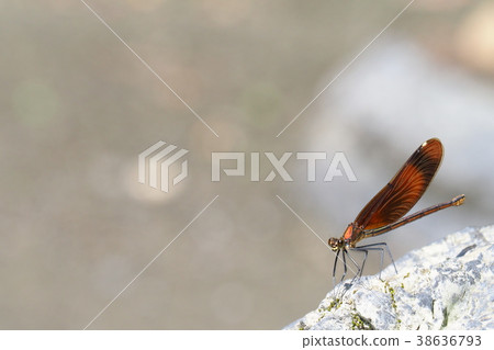 Miyamakawa dragonfly (female) 38636793