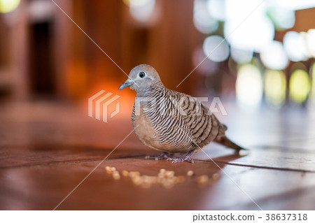 Close-up Pigeon familiar with people feeding 38637318