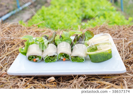 Salad roll green and red oak organic 38637374