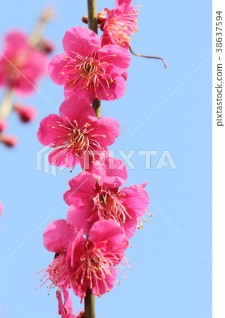 梅花 梅花 38637594