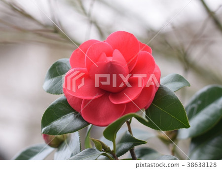 Bright camellia Bright camellia 38638128