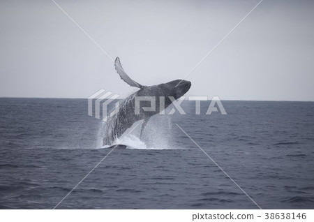 Humpback whale 38638146
