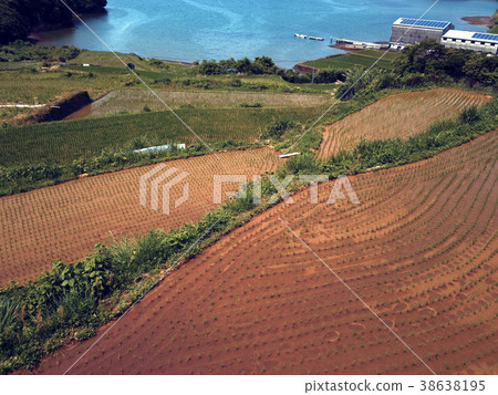 在Kariya海灣的露台的稻田 38638195