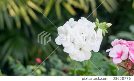 White Geranium flower in a garden. White Geranium flower in a garden. 38638776