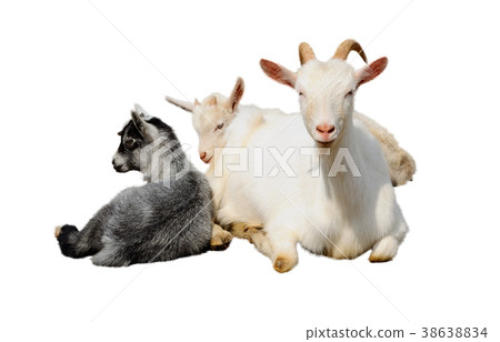 Goat and kids 38638834