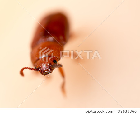 A small beetle on a mushroom head. A small beetle on a mushroom head. 38639366