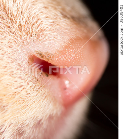 Dirty nose of a small kitten Dirty nose of a small kitten 38639403