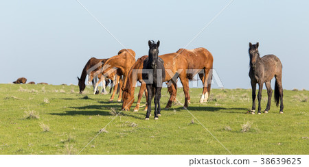 Horses in pasture on nature Horses in pasture on nature 38639625