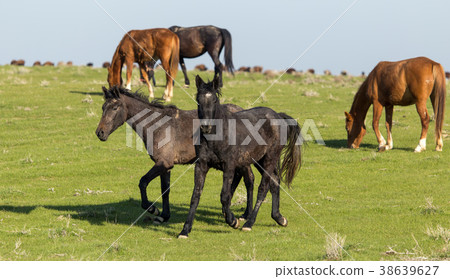 Horses in pasture on nature Horses in pasture on nature 38639627