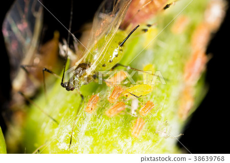 Aphids on a green leaf in nature Aphids on a green leaf in nature 38639768