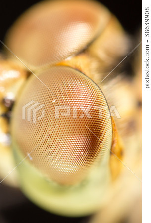 Big eyes on the head of a dragonfly Big eyes on the head of a dragonfly 38639908