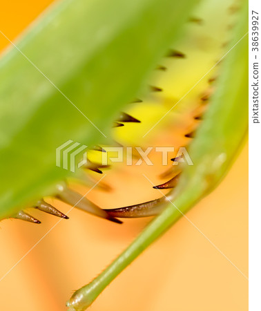 The paw of a green mantis in nature The paw of a green mantis in nature 38639927