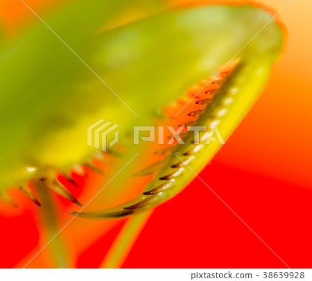 The paw of a green mantis in nature The paw of a green mantis in nature 38639928