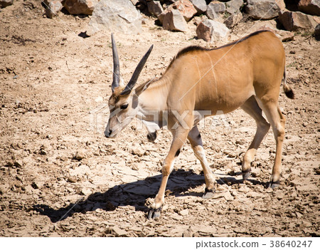 Antelope in the park Antelope in the park 38640247