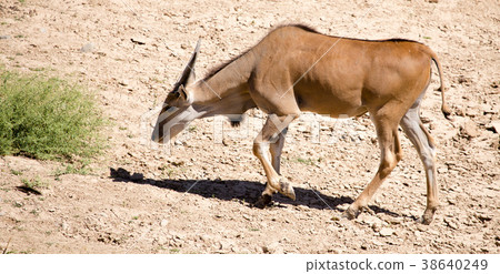 Antelope in the park 38640249
