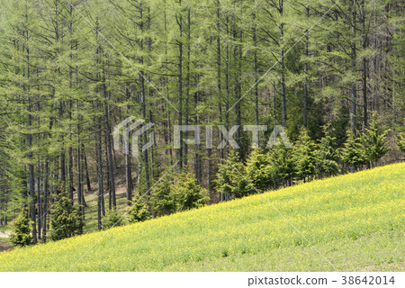 Fresh green larch forest on the Nakayama plateau 38642014