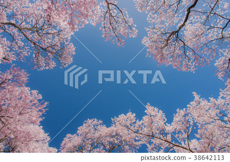 Cherry Blossoms Cherry Blossoms 38642113