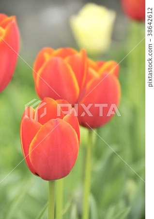 Tulip red flowers Tulip red flowers 38642612