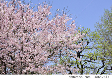 Sakura flower Sakura flower 38642614