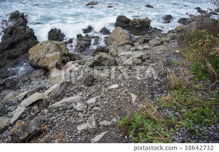 Seascape of North Island, New Zealand 38642732