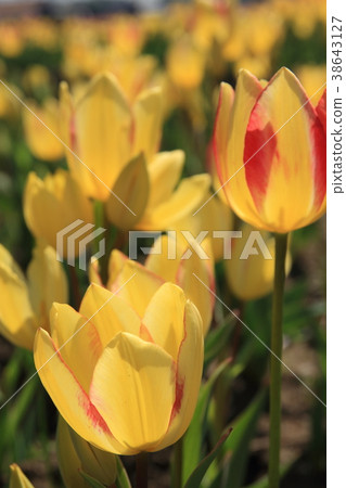 Yellow tulip flowers Yellow tulip flowers 38643127