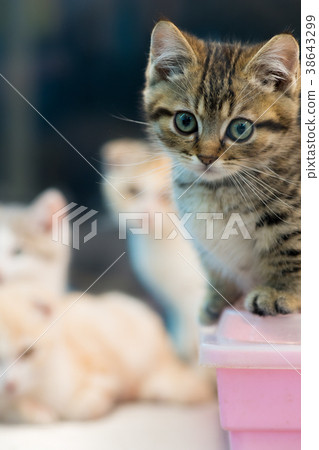 柯基犬，聖鴨，人參，橘花旗參，橘花旗參，毛Mao，馬Mao 38643299