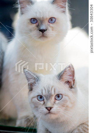 柯基犬,聖鴨,人參,橘花旗參,橘花旗參,毛Mao,馬Mao 柯基犬,聖鴨,人參,橘花旗參,橘花旗參,毛Mao,馬Mao 38643304