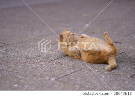 Cat Cat 38643618