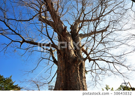 Zelkova Zelkova 38643832