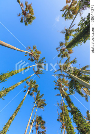 棕櫚樹棕櫚樹 棕櫚樹棕櫚樹 38644375