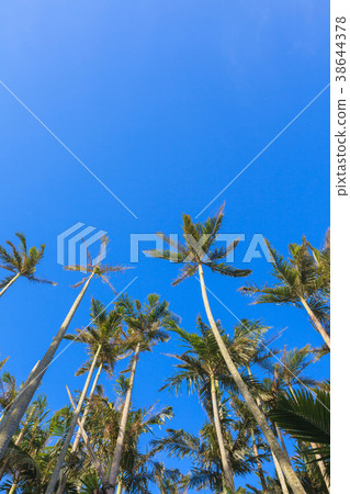 Palm trees palm trees 38644378