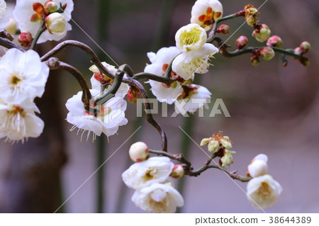 White plum 38644389
