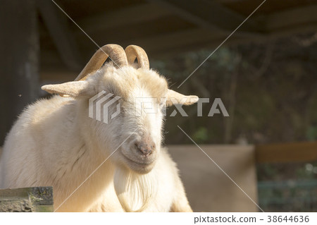 Omuta City Zoo Goats, Omuta City Zoo Goats, 38644636
