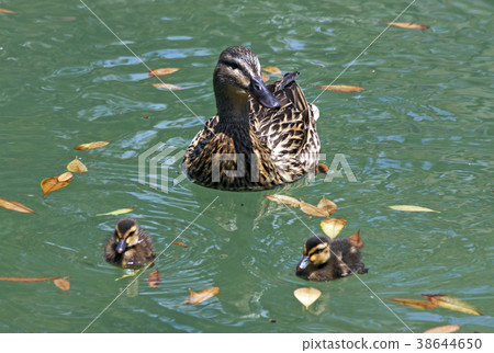 Duck with ducklings. Duck with ducklings. 38644650