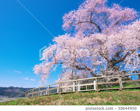 Ippon Sakura-櫻桃花在Totsube 38644950