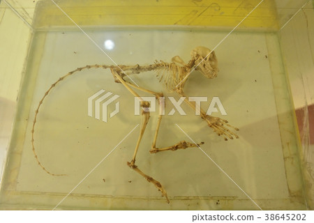 Tasha bone Tasha bone 38645202