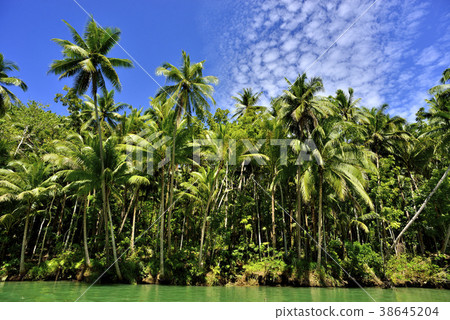 Bohol Island River Cruise Bohol Island River Cruise 38645204