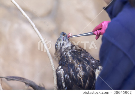 Omuta City Zoo Golden Eagle, 38645902
