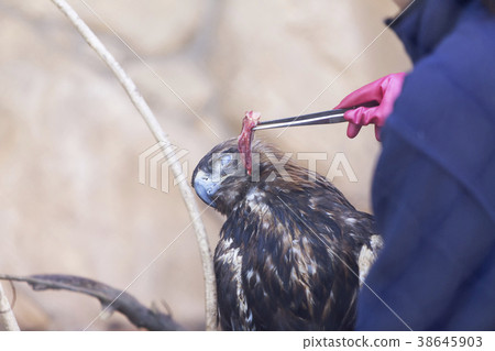 Omuta City Zoo Golden Eagle, Omuta City Zoo Golden Eagle, 38645903