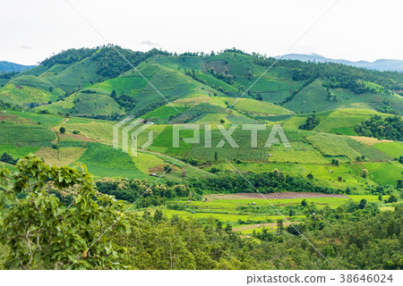 corn fields at Pa pong Pieng in Chiang Mai 38646024