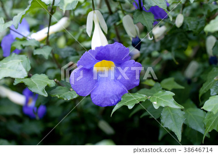 Tsunbergia Erecta 38646714