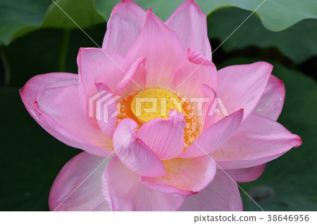 A lotus A lotus 38646956