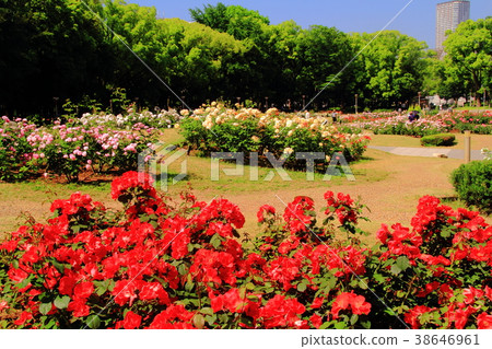 Rose Blooming in Tochi Park (Osaka City) <Salaband> Rose Blooming in Tochi Park (Osaka City) <Salaband> 38646961