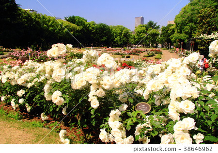 Rose Blooming in the Tachi Park (Osaka City) Rose Blooming in the Tachi Park (Osaka City) 38646962