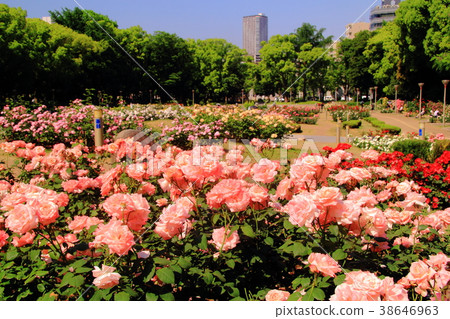 Rose Blooming in Tachi Park (Osaka City) <Strawberry Ice> Rose Blooming in Tachi Park (Osaka City) <Strawberry Ice> 38646963