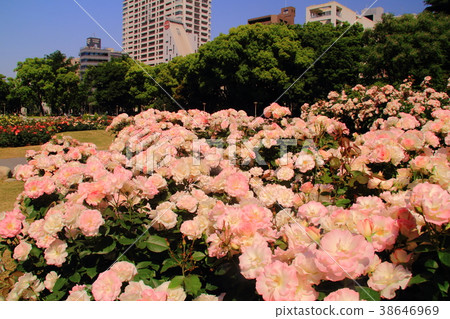在大邱公園（大阪市）的玫瑰盛開<Martida> 38646969