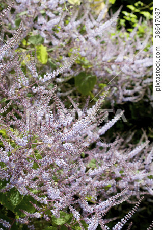 Snowstorm Snowstorm 38647087