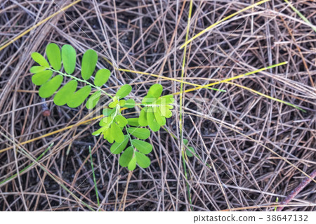 green tiny bud on the ground with dry casuarina 38647132