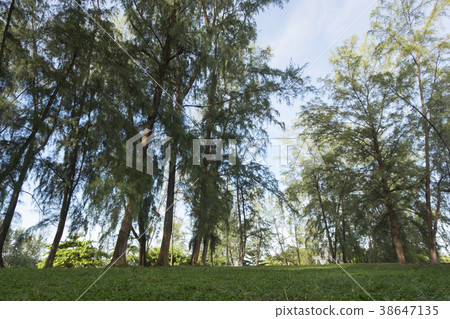 park surrounded by sea oak tree, 38647135